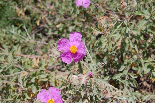 Cistus creticus ssp. eriocephalus